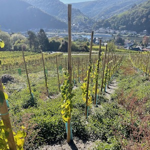 Junger Weinberg der Moselwal Digitalagentur im Herbst. Traben-Trarbach und die Mosel im Hintergrund.